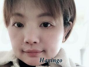 Haringo